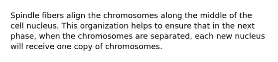 Spindle fibers align the chromosomes along the middle of the cell nucleus. This organization helps to ensure that in the next phase, when the chromosomes are separated, each new nucleus will receive one copy of chromosomes.