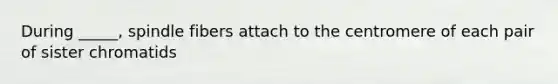 During _____, spindle fibers attach to the centromere of each pair of sister chromatids