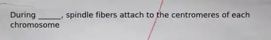 During ______, spindle fibers attach to the centromeres of each chromosome