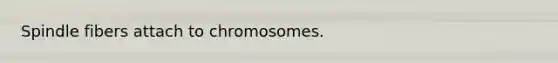 Spindle fibers attach to chromosomes.