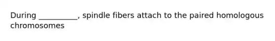 During __________, spindle fibers attach to the paired homologous chromosomes