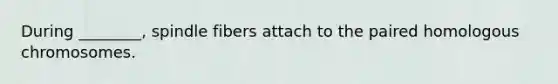 During ________, spindle fibers attach to the paired homologous chromosomes.