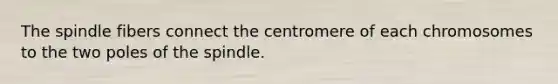 The spindle fibers connect the centromere of each chromosomes to the two poles of the spindle.