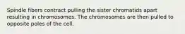 Spindle fibers contract pulling the sister chromatids apart resulting in chromosomes. The chromosomes are then pulled to opposite poles of the cell.