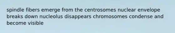 spindle fibers emerge from the centrosomes nuclear envelope breaks down nucleolus disappears chromosomes condense and become visible