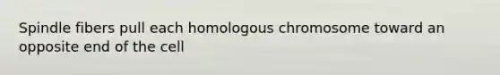 Spindle fibers pull each homologous chromosome toward an opposite end of the cell