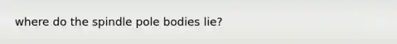 where do the spindle pole bodies lie?