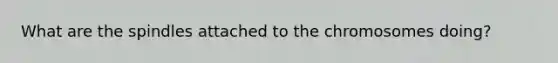 What are the spindles attached to the chromosomes doing?