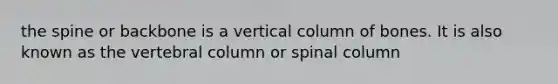 the spine or backbone is a vertical column of bones. It is also known as the vertebral column or spinal column