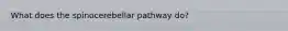 What does the spinocerebellar pathway do?