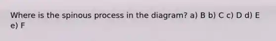 Where is the spinous process in the diagram? a) B b) C c) D d) E e) F