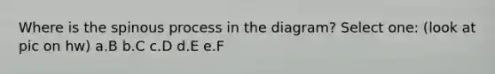 Where is the spinous process in the diagram? Select one: (look at pic on hw) a.B b.C c.D d.E e.F