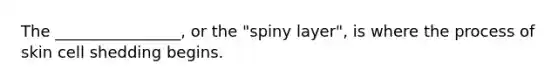 The ________________, or the "spiny layer", is where the process of skin cell shedding begins.