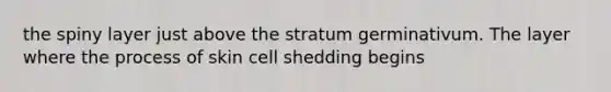 the spiny layer just above the stratum germinativum. The layer where the process of skin cell shedding begins