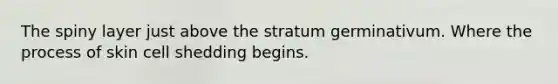 The spiny layer just above the stratum germinativum. Where the process of skin cell shedding begins.