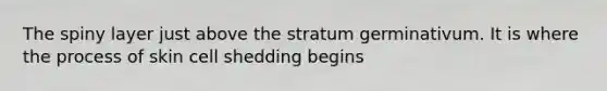 The spiny layer just above the stratum germinativum. It is where the process of skin cell shedding begins