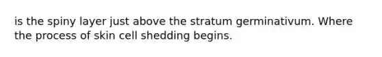 is the spiny layer just above the stratum germinativum. Where the process of skin cell shedding begins.