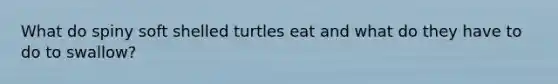 What do spiny soft shelled turtles eat and what do they have to do to swallow?