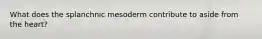 What does the splanchnic mesoderm contribute to aside from the heart?