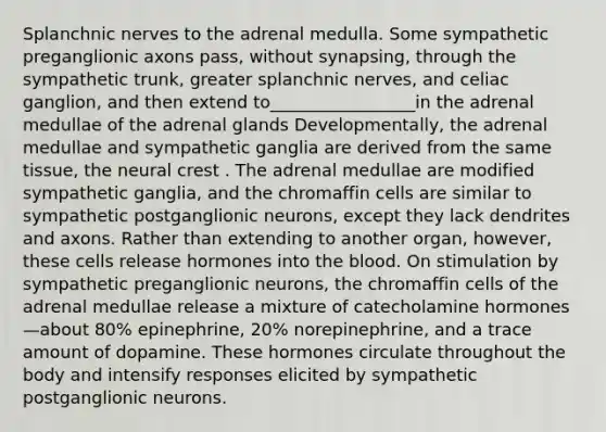 Splanchnic nerves to the adrenal medulla. Some sympathetic preganglionic axons pass, without synapsing, through the sympathetic trunk, greater splanchnic nerves, and celiac ganglion, and then extend to_________________in the adrenal medullae of the adrenal glands Developmentally, the adrenal medullae and sympathetic ganglia are derived from the same tissue, the neural crest . The adrenal medullae are modified sympathetic ganglia, and the chromaffin cells are similar to sympathetic postganglionic neurons, except they lack dendrites and axons. Rather than extending to another organ, however, these cells release hormones into the blood. On stimulation by sympathetic preganglionic neurons, the chromaffin cells of the adrenal medullae release a mixture of catecholamine hormones—about 80% epinephrine, 20% norepinephrine, and a trace amount of dopamine. These hormones circulate throughout the body and intensify responses elicited by sympathetic postganglionic neurons.