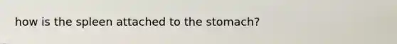 how is the spleen attached to <a href='https://www.questionai.com/knowledge/kLccSGjkt8-the-stomach' class='anchor-knowledge'>the stomach</a>?