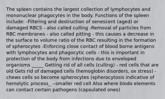 The spleen contains the largest collection of lymphocytes and mononuclear phagocytes in the body. Functions of the spleen include: -Filtering and destruction of senescent (aged) or damaged RBCS - also called culling -Removal of particles from RBC membranes - also called pitting - this causes a decrease in the surface to volume ratio of the RBC resulting in the formation of spherocytes -Enforcing close contact of blood borne antigens with lymphocytes and phagocytic cells - this is important in protection of the body from infections due to enveloped organisms _____ Getting rid of all cells (culling) - red cells that are old Gets rid of damaged cells (hemoglobin disorders, ox stress) -chews cells so become spherocytes (spherocytosis indicative of hemolytic process_ --smaller red cell Also where blodo elements can contact certain pathogens (capsulated ones)