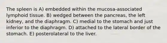 The spleen is A) embedded within the mucosa-associated lymphoid tissue. B) wedged between the pancreas, the left kidney, and the diaphragm. C) medial to the stomach and just inferior to the diaphragm. D) attached to the lateral border of the stomach. E) posterolateral to the liver.