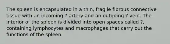 The spleen is encapsulated in a thin, fragile fibrous connective tissue with an incoming ? artery and an outgoing ? vein. The interior of the spleen is divided into open spaces called ?, containing lymphocytes and macrophages that carry out the functions of the spleen.