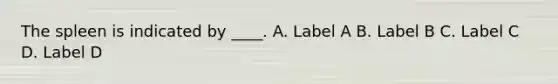 The spleen is indicated by ____. A. Label A B. Label B C. Label C D. Label D