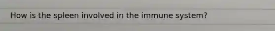 How is the spleen involved in the immune system?