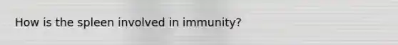 How is the spleen involved in immunity?