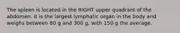 The spleen is located in the RIGHT upper quadrant of the abdomen. It is the largest lymphatic organ in the body and weighs between 80 g and 300 g, with 150 g the average.