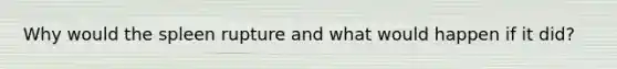 Why would the spleen rupture and what would happen if it did?