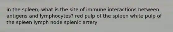 in the spleen, what is the site of immune interactions between antigens and lymphocytes? red pulp of the spleen white pulp of the spleen lymph node splenic artery