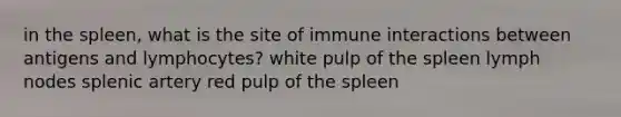 in the spleen, what is the site of immune interactions between antigens and lymphocytes? white pulp of the spleen lymph nodes splenic artery red pulp of the spleen