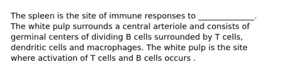 The spleen is the site of immune responses to ______________. The white pulp surrounds a central arteriole and consists of germinal centers of dividing B cells surrounded by T cells, dendritic cells and macrophages. The white pulp is the site where activation of T cells and B cells occurs .