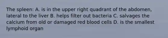 The spleen: A. is in the upper right quadrant of the abdomen, lateral to the liver B. helps filter out bacteria C. salvages the calcium from old or damaged red blood cells D. is the smallest lymphoid organ