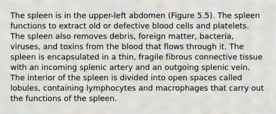 The spleen is in the upper-left abdomen (Figure 5.5). The spleen functions to extract old or defective blood cells and platelets. The spleen also removes debris, foreign matter, bacteria, viruses, and toxins from <a href='https://www.questionai.com/knowledge/k7oXMfj7lk-the-blood' class='anchor-knowledge'>the blood</a> that flows through it. The spleen is encapsulated in a thin, fragile fibrous <a href='https://www.questionai.com/knowledge/kYDr0DHyc8-connective-tissue' class='anchor-knowledge'>connective tissue</a> with an incoming splenic artery and an outgoing splenic vein. The interior of the spleen is divided into open spaces called lobules, containing lymphocytes and macrophages that carry out the functions of the spleen.