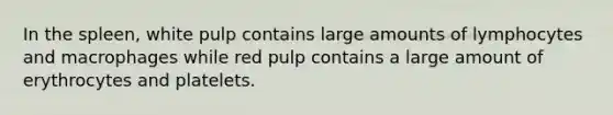 In the spleen, white pulp contains large amounts of lymphocytes and macrophages while red pulp contains a large amount of erythrocytes and platelets.