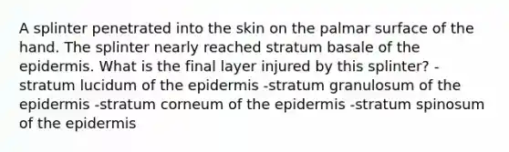 A splinter penetrated into the skin on the palmar surface of the hand. The splinter nearly reached stratum basale of the epidermis. What is the final layer injured by this splinter? -stratum lucidum of the epidermis -stratum granulosum of the epidermis -stratum corneum of the epidermis -stratum spinosum of the epidermis