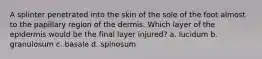 A splinter penetrated into the skin of the sole of the foot almost to the papillary region of the dermis. Which layer of the epidermis would be the final layer injured? a. lucidum b. granulosum c. basale d. spinosum