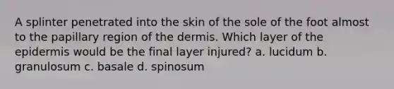 A splinter penetrated into the skin of the sole of the foot almost to the papillary region of the dermis. Which layer of the epidermis would be the final layer injured? a. lucidum b. granulosum c. basale d. spinosum