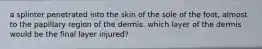 a splinter penetrated into the skin of the sole of the foot, almost to the papillary region of the dermis. which layer of the dermis would be the final layer injured?