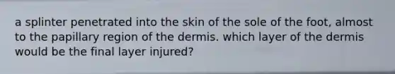 a splinter penetrated into the skin of the sole of the foot, almost to the papillary region of the dermis. which layer of the dermis would be the final layer injured?