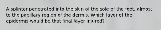 A splinter penetrated into the skin of the sole of the foot, almost to the papillary region of <a href='https://www.questionai.com/knowledge/kEsXbG6AwS-the-dermis' class='anchor-knowledge'>the dermis</a>. Which layer of <a href='https://www.questionai.com/knowledge/kBFgQMpq6s-the-epidermis' class='anchor-knowledge'>the epidermis</a> would be that final layer injured?