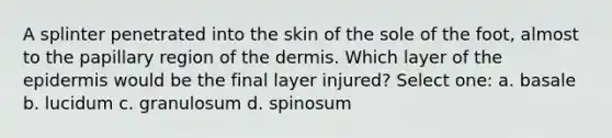 A splinter penetrated into the skin of the sole of the foot, almost to the papillary region of the dermis. Which layer of the epidermis would be the final layer injured? Select one: a. basale b. lucidum c. granulosum d. spinosum