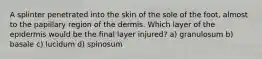 A splinter penetrated into the skin of the sole of the foot, almost to the papillary region of the dermis. Which layer of the epidermis would be the final layer injured? a) granulosum b) basale c) lucidum d) spinosum