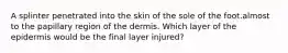 A splinter penetrated into the skin of the sole of the foot.almost to the papillary region of the dermis. Which layer of the epidermis would be the final layer injured?