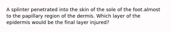 A splinter penetrated into the skin of the sole of the foot.almost to the papillary region of the dermis. Which layer of the epidermis would be the final layer injured?