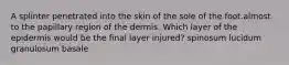 A splinter penetrated into the skin of the sole of the foot.almost to the papillary region of the dermis. Which layer of the epidermis would be the final layer injured? spinosum lucidum granulosum basale